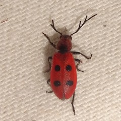 Pelonides quadrinotata