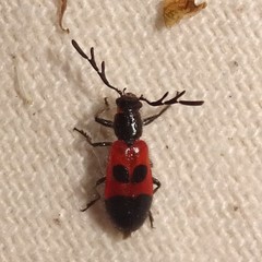 Pelonides quadrinotata