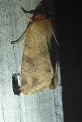 Orthosia rubescens
