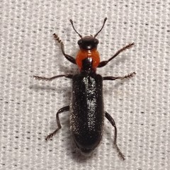 Placopterus thoracicus