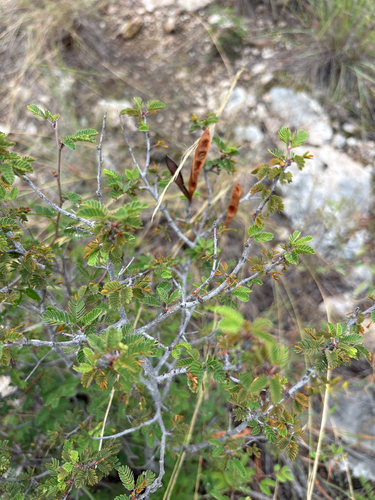 Rio Grande Stickpea