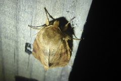 Orthosia rubescens