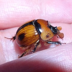 Bolbocerosoma biplagiatum