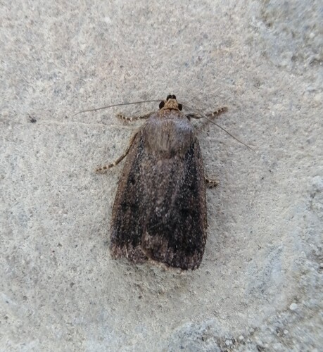 Mouse Moth