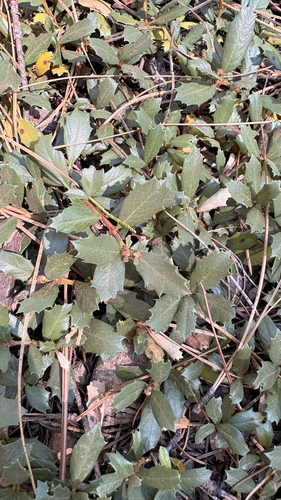 Ceanothus prostratus, photograph 6