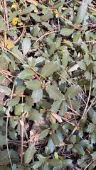 Ceanothus prostratus, photograph (c) Mary Jantsch, some rights reserved (CC BY)