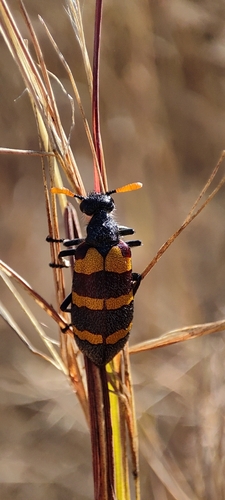 Hycleus amplectens