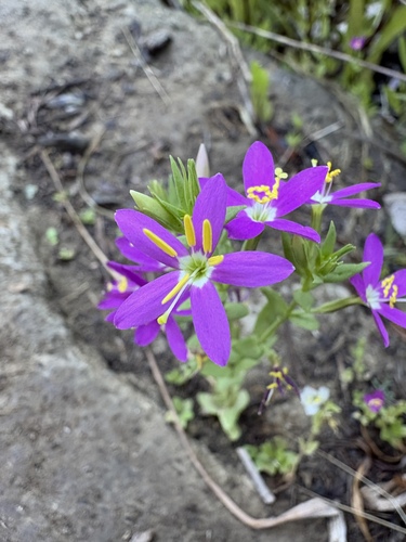 Zeltnera venusta observed 2026-07-11