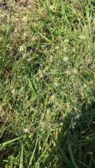 Arabidopsis thaliana