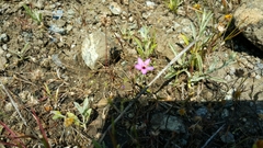 Leptosiphon ambiguus