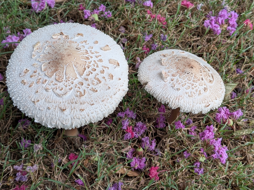 Green-spored Parasol · July 2026 · photo: Photo: no rights reserved · iNaturalist