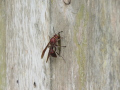 Polistes tenebricosus