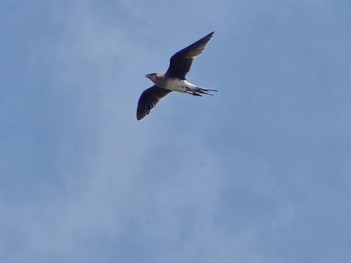 iNaturalist image