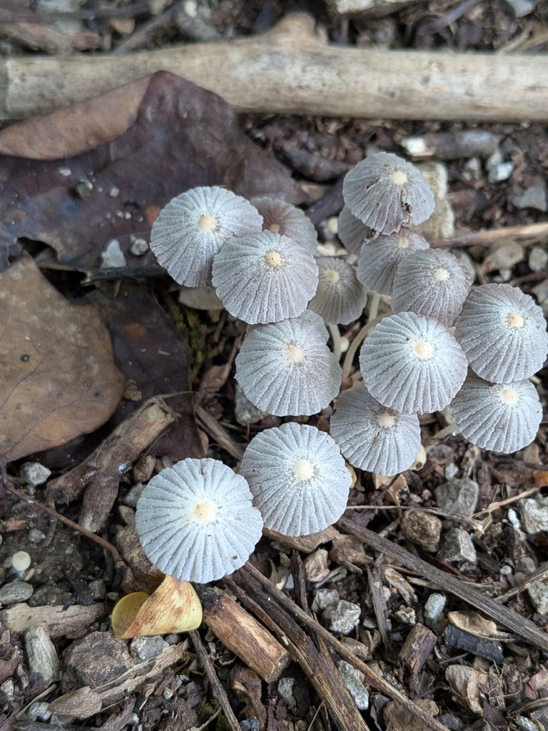 Trooping Crumble Cap · July 2026 · photo: Photo: no rights reserved · iNaturalist