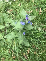 Pentaglottis sempervirens