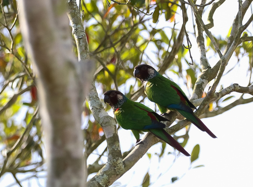 Maroon-faced Parakeet