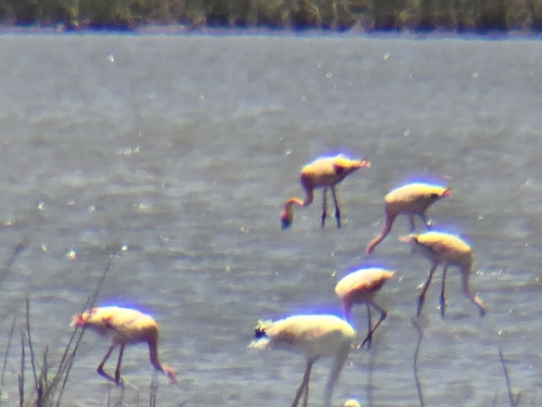 iNaturalist image