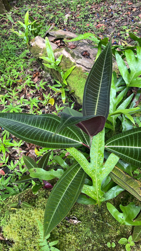 Miconia calvescens observed 2026-07-04