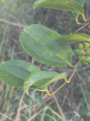 Smilax anceps, photograph (c) alanbedfordshaw, some rights reserved (CC BY-SA)