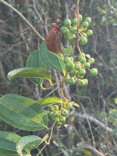 Smilax anceps, photograph 3