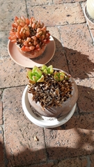 Haworthia turgida