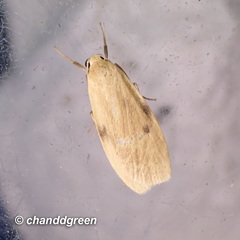 Paralithosia shaowuica