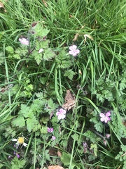 Geranium robertianum