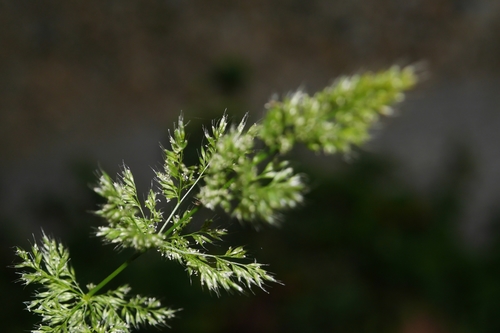 Polypogon fugax