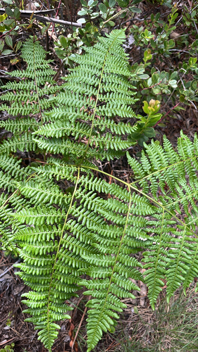 Pteridium aquilinum observed 2026-07-10