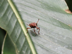 Sphenocorynes kosempoensis