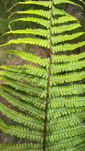 Dryopteris wallichiana observed 2026-07-10