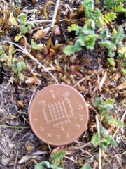 Ornithopus perpusillus