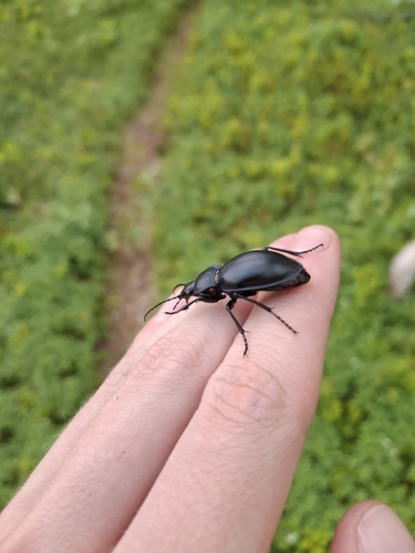 smooth ground beetle