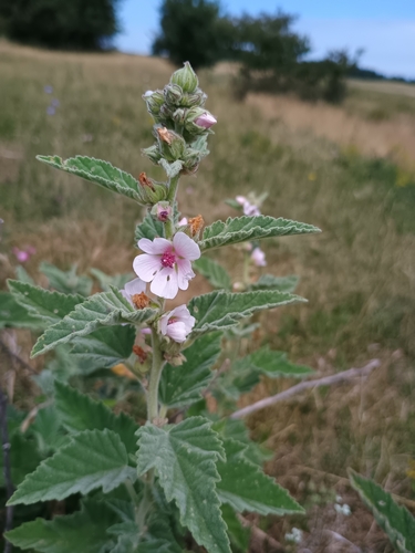 marsh mallow