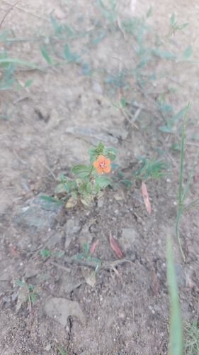 scarlet pimpernel