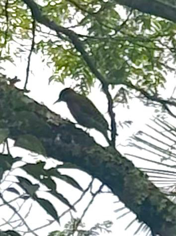 Green-barred Woodpecker