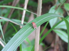 Physopelta quadriguttata