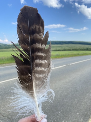 Plume de Aigle impérial