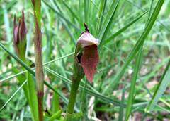 Bilamellaria