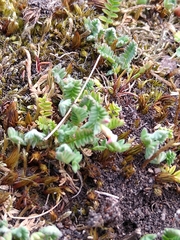 Ornithopus perpusillus