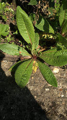 Helminthotheca echioides