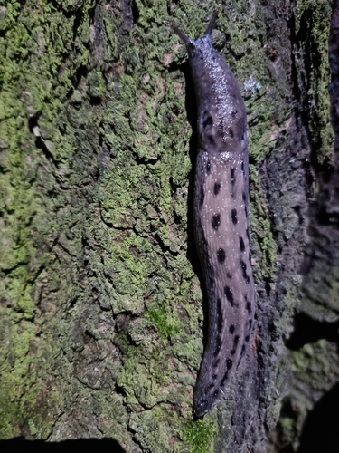 Leopard Slug