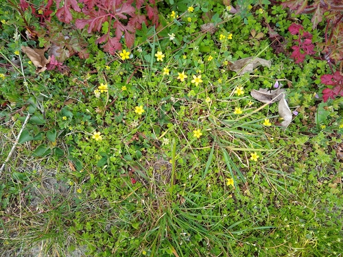 Oxalis exilis