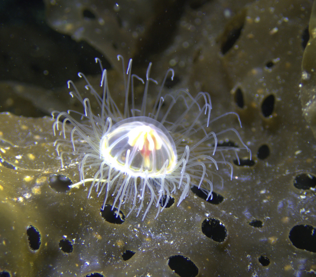 Ptychogastria polaris