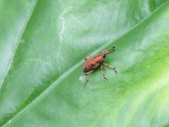 Metaprodioctes formosanus