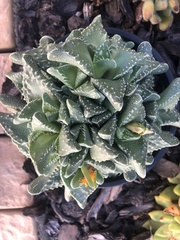 Faucaria