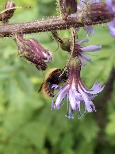 Bombus pascuorum smithianus