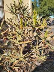 Aloidendron