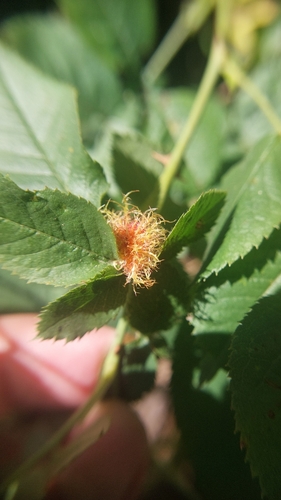 Mossy Rose Gall Wasp