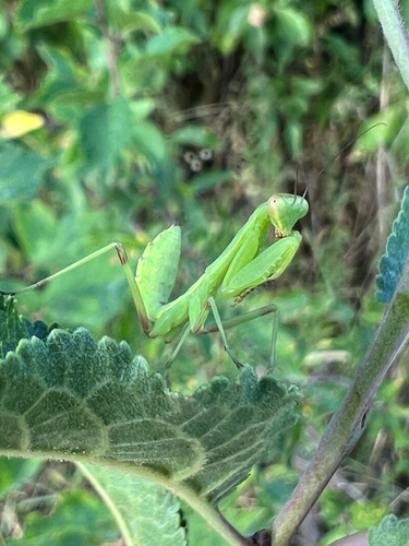 Transcaucasian Giant Mantis